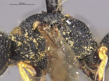 Media type: image;   Entomology 13786 Aspect: thorax lateral